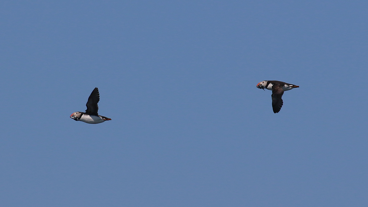 Papegaaiduiker Farne Islands